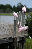 Spoonbill - Roseate Spoonbill or Ajaia ajaja