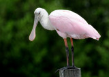 Spoonbill - Roseate Spoonbill or Ajaia ajaja