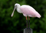 Spoonbill - Roseate Spoonbill or Ajaia ajaja