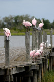 Spoonbill - Roseate Spoonbill or Ajaia ajaja