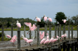 Spoonbill - Roseate Spoonbill or Ajaia ajaja