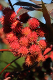 Castor Bean