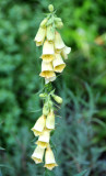 Foxglove