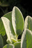 Lambs Ear