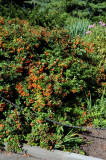 Pyracantha