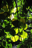 Weeping Beech Tree Foliage