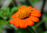 Mexican Sunflower