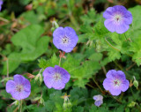 Geranium