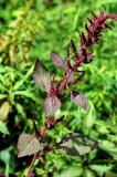 Amaranthus