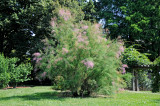 Tamarisk Tree in Bloom