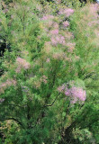 Tamarisk Tree in Bloom