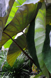 Elephant Ears