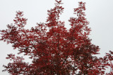 Sumac(?) Tree Foliage - Embarcadero