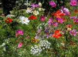 Fort Mason Community Garden