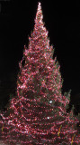Washington Square Arch Christmas Tree