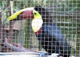 Toucan