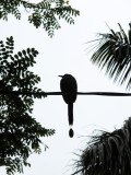 Motmot Bird - Parque Espagne 