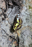 Spirogyra Butterfly Garden