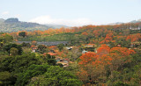 Sarchi Area - Costa Rica