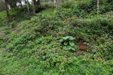 Arenal Vocano Area - Costa Rica