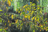 Dogwood Tree Fall Foliage
