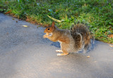 Grey Squirrel