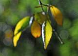 Weeping Cherry Tree Fall Foliage