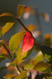 Burning Bush Fall Foliage