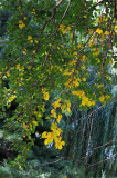 Mulberry Tree Fall Foliage