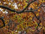 Four Pigeons in an Oak Tree