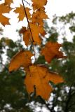 Remaining Maple Foliage