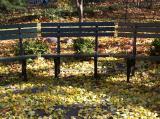 Mostly Ginkgo Leaf Ground Foliage