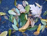 Foliage in an Ice Puddle