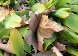 Sycamore Leaves in Bed of Lily of the Valley  Foliage