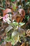 Hydrangea Foliage
