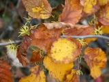 Witch Hazel Foliage