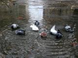 Pigeon Bath