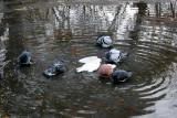 Pigeon Bath