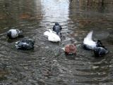 Pigeon Bath