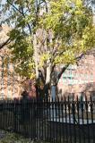 Old Saint Patricks Church Graveyard