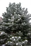 Pine Tree