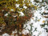 Azalea, Berberis & Juniper