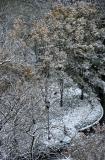 Snow on Pear Trees