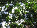 Ivy with Snow Mantle