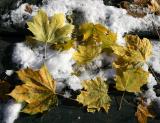 Yellow Maple Foliage & Snow