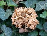 Hydrangea on a Bed of Ivy