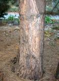 Long Needle Pine Tree Trunk