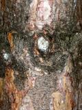 Long Needle Pine Tree Bark