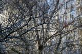 Willow & Dogwood Tree Branches