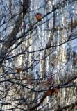 Willow & Dogwood Tree Branches